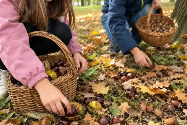 Szkoła Podstawowa nr 2 w Lędzinach ogłasza konkurs zbiórki żołędzi i kasztanów